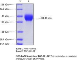 TGF-β1 LAP (human, recombinant) (TGF-β1 Latency-associated Peptide, Transforming Growth Factor β1 LAP, Transforming Growth Factor β1 Latency-associated Peptide)