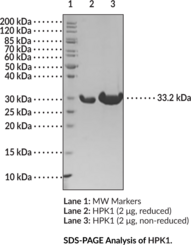 HPK1 (human, recombinant) (MAP4K1,  MAPK/ERK Kinase Kinase 1, MEK Kinase Kinase 1, MEKKK 1, Mitogen-activated Protein Kinase Kinase Kinase Kinase 1)