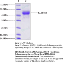 Influenza A H5N1 HA1 (strain A/Japanese white eye/Hong Kong/1038/2006) (recombinant) - Biotinylated (Influenza A H5N1 Hemagglutinin 1)