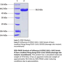 Influenza A H5N1 HA1 + HA2 (strain A/barn swallow/Hong Kong/D10-1161/2010) (cleavage site mutant; recombinant) (Influenza A H5N1 Hemagglutinin 1 + 2)