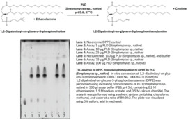 Phospholipase D (Streptomyces sp., native)