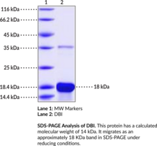 DBI (human, recombinant) (ACBP, ACBD1, ACBP-1a, Acyl-CoA-binding Protein, CCK-RP, Cholecystokinin-releasing Peptide, Diazepam-binding Inhibitor, Endozepine)