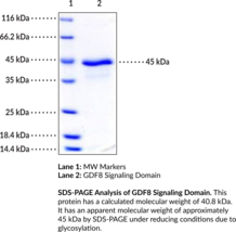 GDF8 Signaling Domain (human, recombinant) (Growth Differentiation Factor 8, Myostatin)