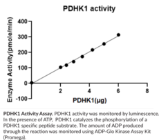 PDHK1 (human, recombinant)