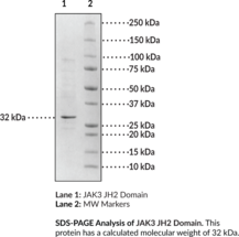 JAK3 JH2 Domain (human, recombinant; aa 511-790) (Janus-Associated Kinase-3, Leukocyte Janus Kinase, L-JAK, Tyrosine-protein Kinase JAK3)