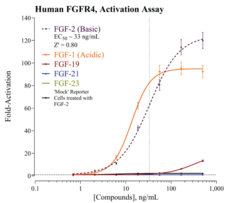 Fibroblast Growth Factor Receptor 4 and β-Klotho (FGFR/β-Klotho) Reporter Assay System