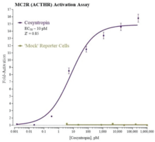 Melanocortin 2 (MC2R, ACTHR) Receptor Reporter Assay System