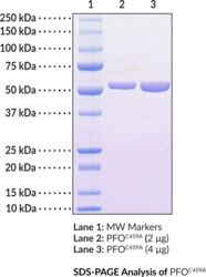 Perfringolysin O (C459A mutant;C. perfringens, recombinant)