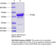 BDNF (R129A, R130A mutant; mouse, recombinant) (Brain-derived Neurotrophic Factor)