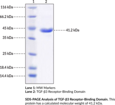 TGF-β3 Receptor-Binding Domain (human, recombinant) (Transforming Growth Factor β3)