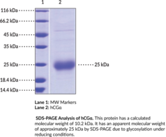 hCGalpha (human, recombinant)