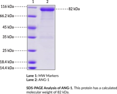 Angiopoietin-1 (human, recombinant) (ANG-1, ANGP1, ANGPT1, KIAA0003)
