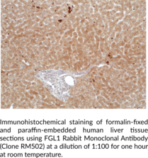 FGL1 Rabbit Monoclonal Antibody (Clone RM502)