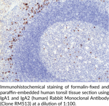 IgA1 and IgA2 (human) Rabbit Monoclonal Antibody (Clone RM513) (Immunoglobulin A1 and A2)