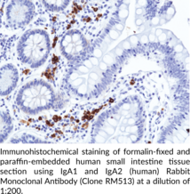 IgA1 and IgA2 (human) Rabbit Monoclonal Antibody (Clone RM513)