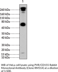 PVR/CD155 Rabbit Monoclonal Antibody (Clone RM514) (HVED, Necl-5, Nectin-like Protein 5, TAGE4)