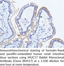 MUC17 Rabbit Monoclonal Antibody (Clone RM517) (Mucin 17)