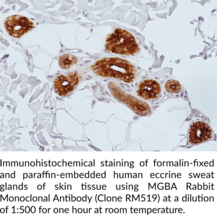 MGBA Rabbit Monoclonal Antibody (Clone RM519)