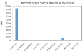 Histone H2AXK5Ac Rabbit Monoclonal Antibody (Clone RM445)