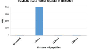 Histone H4K5Me1 Rabbit Monoclonal Antibody (Clone RM457)