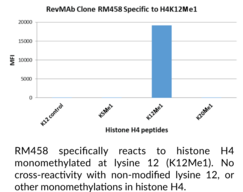 Histone H4K12Me1 Rabbit Monoclonal Antibody (Clone RM458)