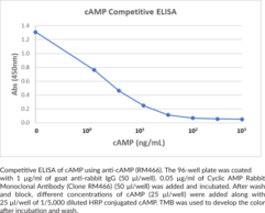 Cyclic AMP Rabbit Monoclonal Antibody (Clone RM466)