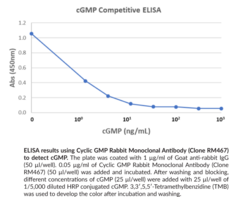 Cyclic GMP Rabbit Monoclonal Antibody (Clone RM467)