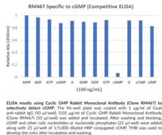 Cyclic GMP Rabbit Monoclonal Antibody (Clone RM467)