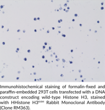 Histone H3K4M Rabbit Monoclonal Antibody (Clone RM363)