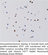 Histone H3K4M Rabbit Monoclonal Antibody (Clone RM363)
