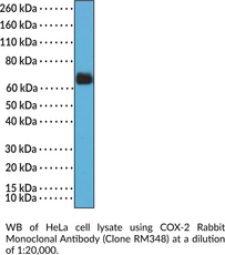 COX-2 Rabbit Monoclonal Antibody (Clone RM348) (Cyclooxygenase 2, PGHS-2, Prostaglandin H Synthase 2)