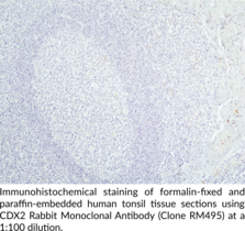 CDX2 Rabbit Monoclonal Antibody (Clone RM495)