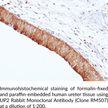 UP2 Rabbit Monoclonal Antibody (Clone RM507)