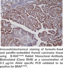 B-RAFV600E Rabbit Monoclonal Antibody Biotinylated (Clone RM8)