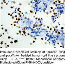 B-RAFV600E Rabbit Monoclonal Antibody Biotinylated (Clone RM8)