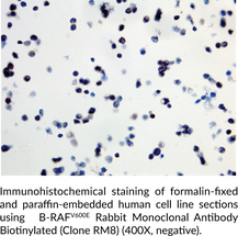 B-RAFV600E Rabbit Monoclonal Antibody Biotinylated (Clone RM8)