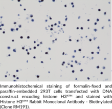 Histone H3K9M Rabbit Monoclonal Antibody - Biotinylated (Clone RM191)