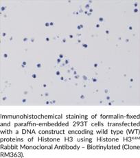 Histone H3K4M Rabbit Monoclonal Antibody – Biotinylated (Clone RM363)