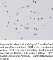 Histone H3K4M Rabbit Monoclonal Antibody – Biotinylated (Clone RM363)