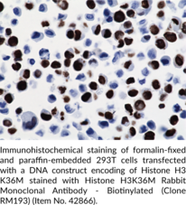 Histone H3K36M Rabbit Monoclonal Antibody - Biotinylated (Clone RM193)