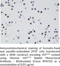 Histone H3K27M Rabbit Monoclonal Antibody - Biotinylated (Clone RM192)