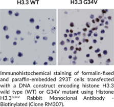 Histone H3.3G34V Rabbit Monoclonal Antibody - Biotinylated (Clone RM307)