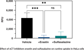 Cystine Uptake Assay Kit