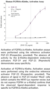 Human Fibroblast Growth Factor 4/α-Klotho for Endocrine FGF Signaling Reporter Assay System