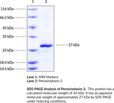 Peroxiredoxin-6 (human, recombinant) (aiPLA2, Acidic Calcium