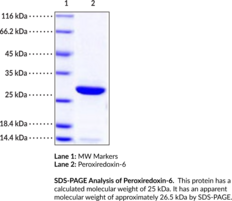 Peroxiredoxin-6 (human, recombinant) (aiPLA2, Acidic Calcium-independent  Phospholipase A2, 1-Cys Peroxiredoxin, Glutathione-dependent Peroxiredoxin,  LPCAT5, Non-selenium Glutathione Peroxidase, NSGPx, PRDX6, Prx6) | Cayman  Chemical