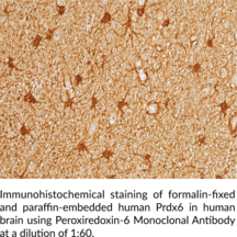 Peroxiredoxin-6 Monoclonal Antibody (Clone 03)