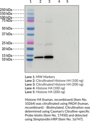 PAD4 (human, recombinant) - Biotinylated (PADI4, PADI5, PDI5, Peptidylarginine Deiminase 4, Protein Arginine Deiminase Type 4, Protein Arginine Deiminase Type IV)