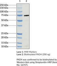 PAD4 (human, recombinant) - Biotinylated
