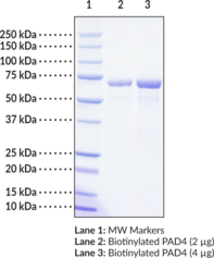 PAD4 (human, recombinant) - Biotinylated
